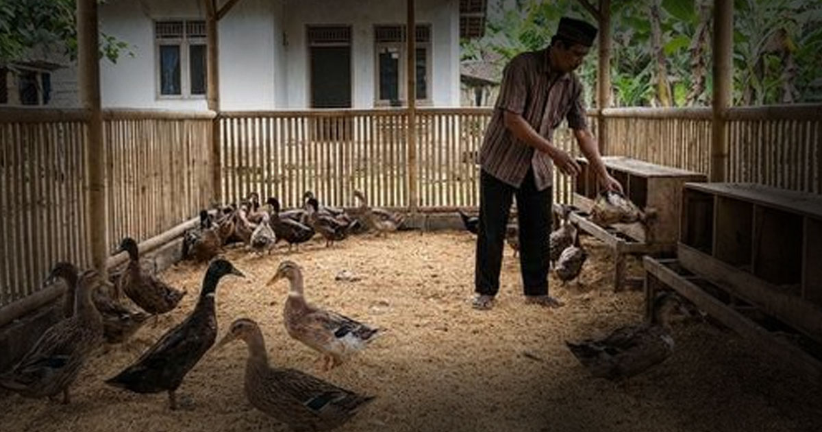 Analisa Keuntungan Ternak Bebek Petelur Skala Rumahan dengan Perhitungan Lengkap
