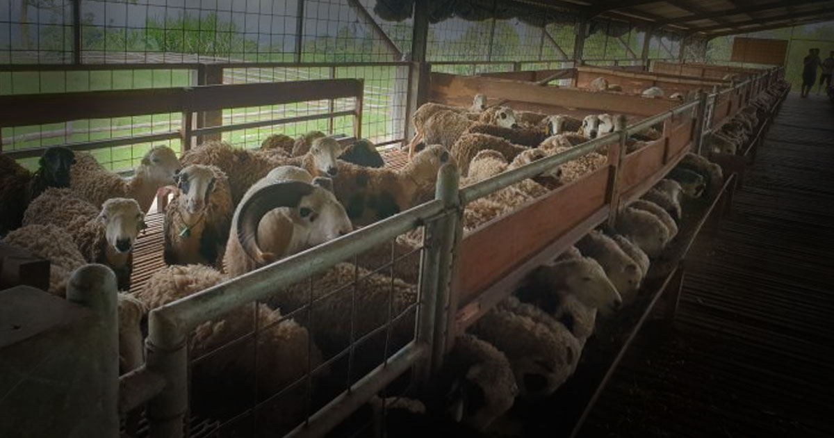 Analisa Keuntungan Ternak Kambing Potong Skala Rumahan Lengkap dengan Simulasi Modal