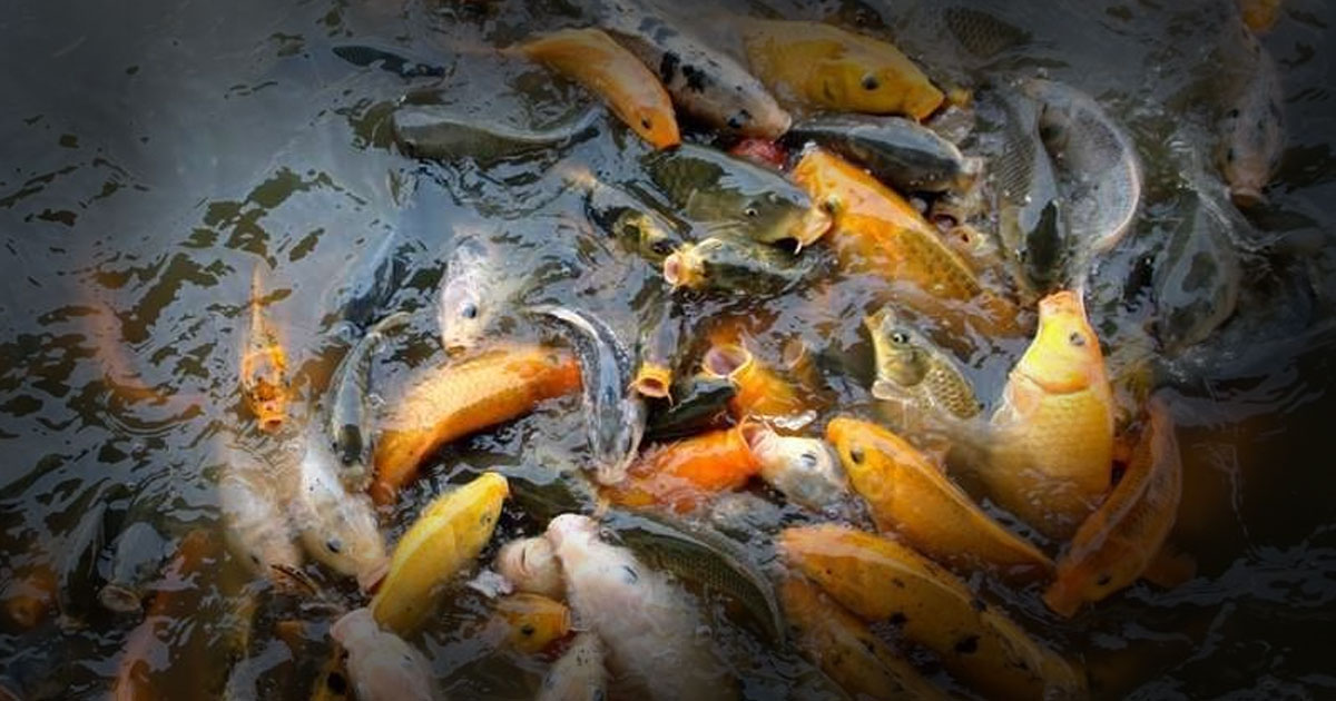 Budidaya Ikan Mas didalam Kolam Beton Maupun Terpal agar Cepat Panen