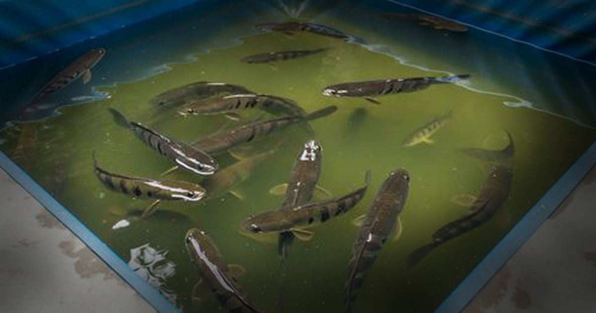 Cara Budidaya Ikan Gabus di Kolam Terpal yang Cocok untuk Usaha Rumahan