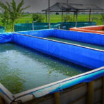 Cara Budidaya Ikan Patin di Kolam Terpal untuk Pemula hingga Panen Besar