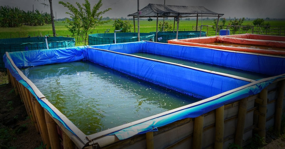 Cara Budidaya Ikan Patin di Kolam Terpal untuk Pemula hingga Panen Besar