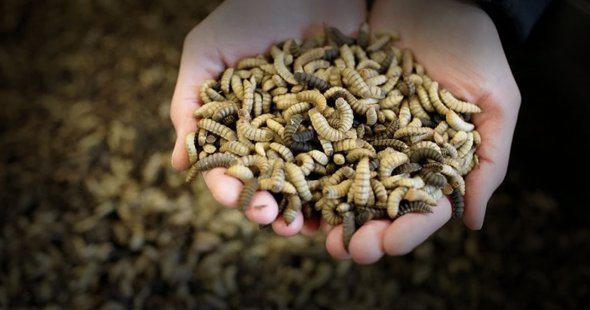 Cara Budidaya Maggot BSF Untuk Pakan Alternatif Ikan dan Cara Pemberiannya