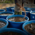 Cara Membuat Pakan Ikan Sendiri untuk Menekan Biaya Budidaya dan Meningkatkan Growth