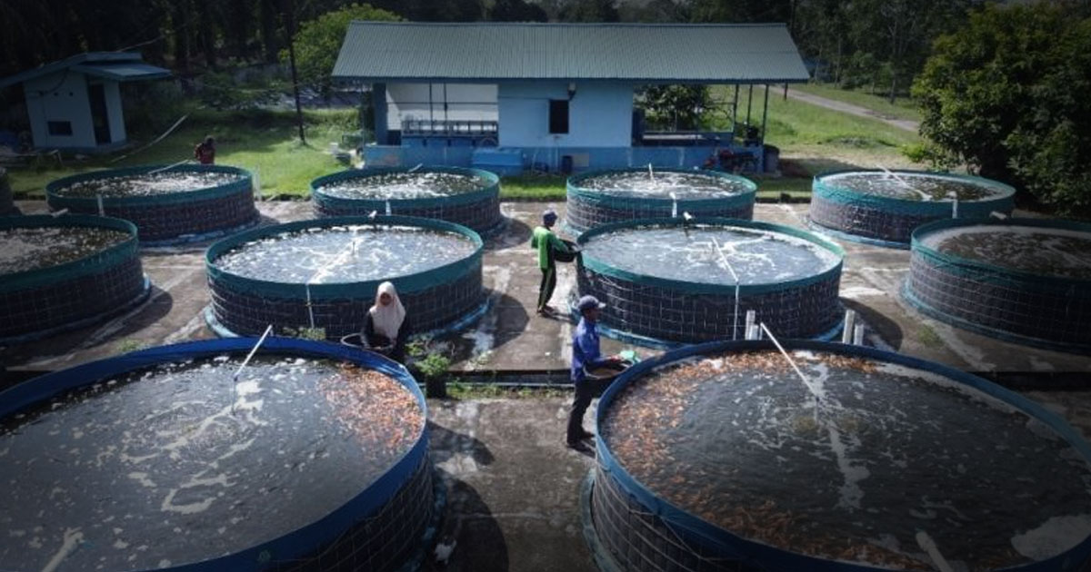 Cara Mengontrol Air, Aerasi, dan Pakan Ikan dalam Sistem Bioflok Pemula