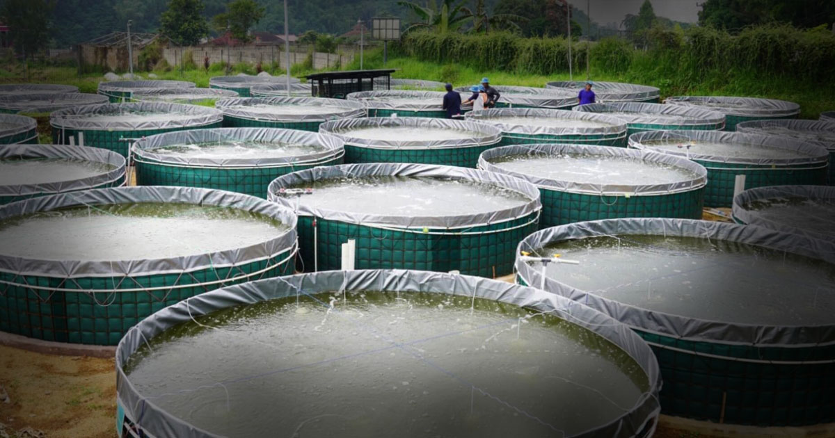Kesalahan yang Sering Dilakukan dalam Sistem Bioflok dan Cara Menghindarinya