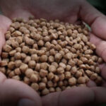 Pakan Alternatif Ikan dari Bahan Dapur dan Limbah Organik yang Aman untuk Budidaya