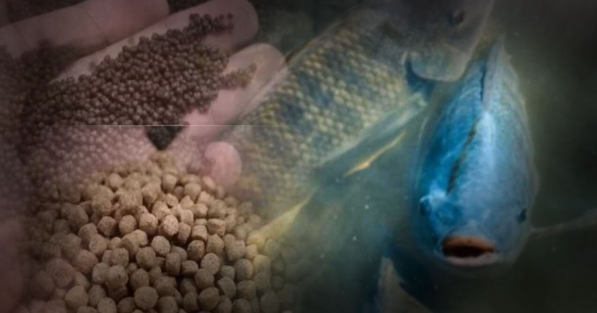 Pakan Alternatif Ikan yang Murah dan Bernutrisi untuk Menekan Biaya Budidaya