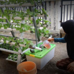 Panduan Hidroponik Rumah Tangga, Mengatur Nutrisi AB Mix agar Tanaman Tidak Kuning