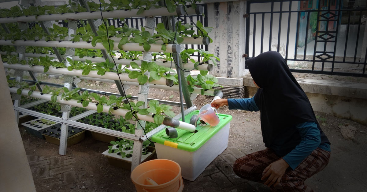 Panduan Hidroponik Rumah Tangga, Mengatur Nutrisi AB Mix agar Tanaman Tidak Kuning