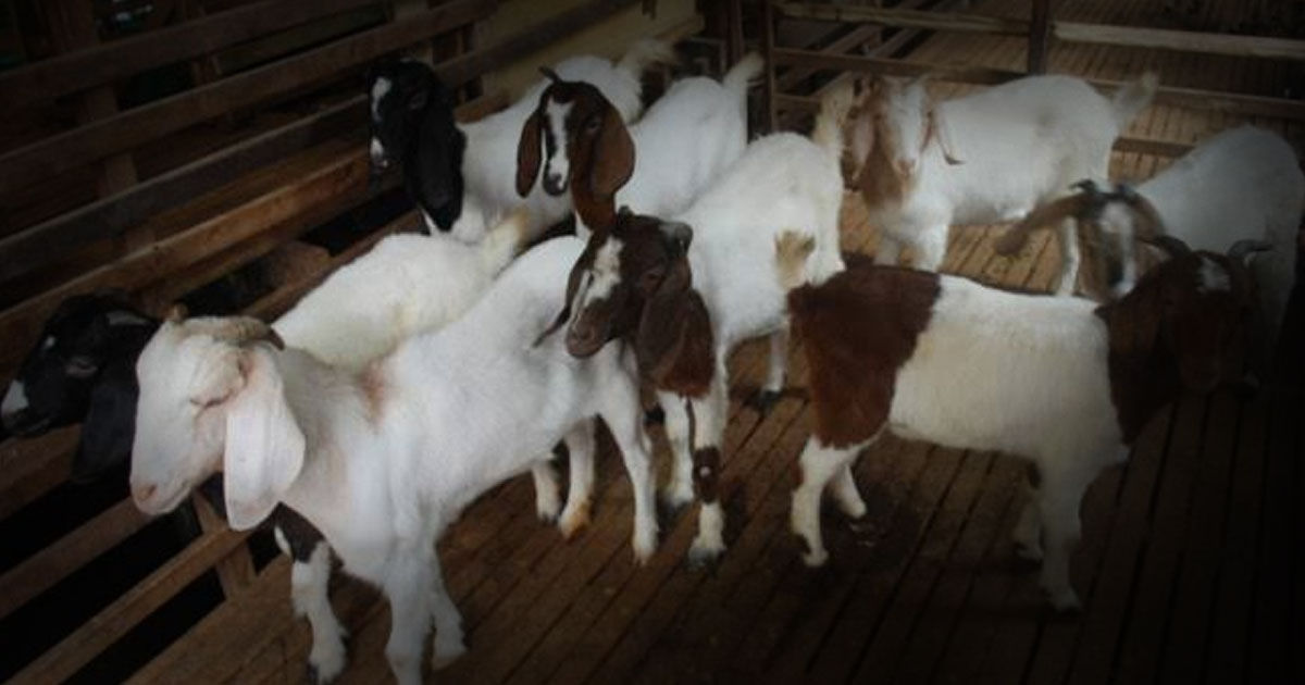 Peluang Usaha Ternak Modern Kambing Etawa Skala Rumahan yang Menjanjikan