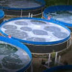 Sistem Bioflok Pemula Cara Membuat Kolam Bioflok Sendiri dengan Biaya Hemat