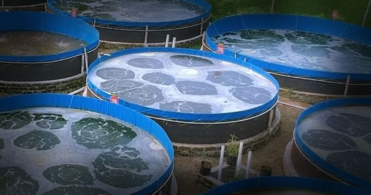 Sistem Bioflok Pemula Cara Membuat Kolam Bioflok Sendiri dengan Biaya Hemat