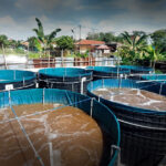 Sistem Bioflok Pemula Cara Menentukan Kepadatan Tebar yang Aman agar Ikan Tidak Mati Mendadak