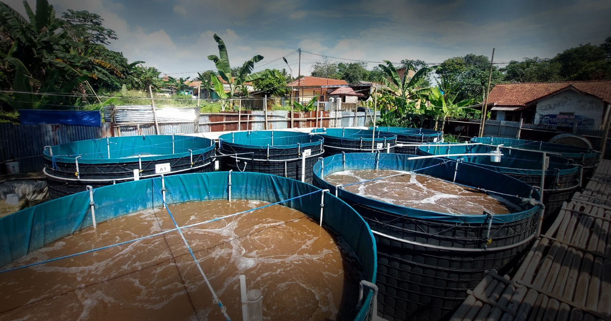 Sistem Bioflok Pemula Cara Menentukan Kepadatan Tebar yang Aman agar Ikan Tidak Mati Mendadak