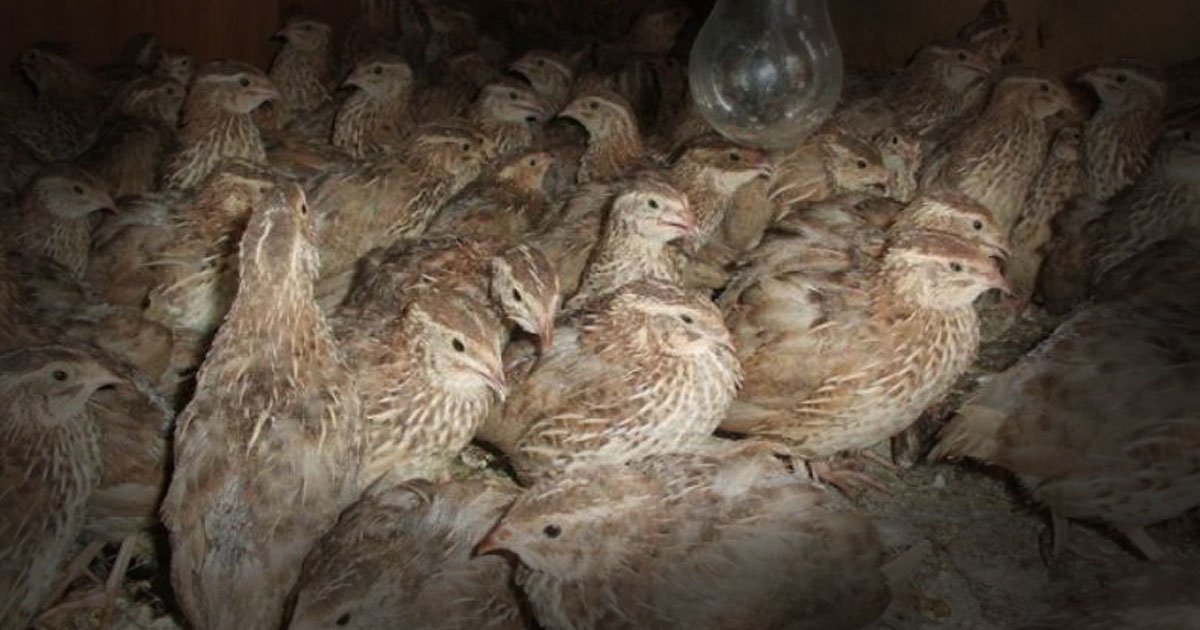 Strategi Memulai Usaha Ternak Modern Burung Puyuh agar Cepat Balik Modal