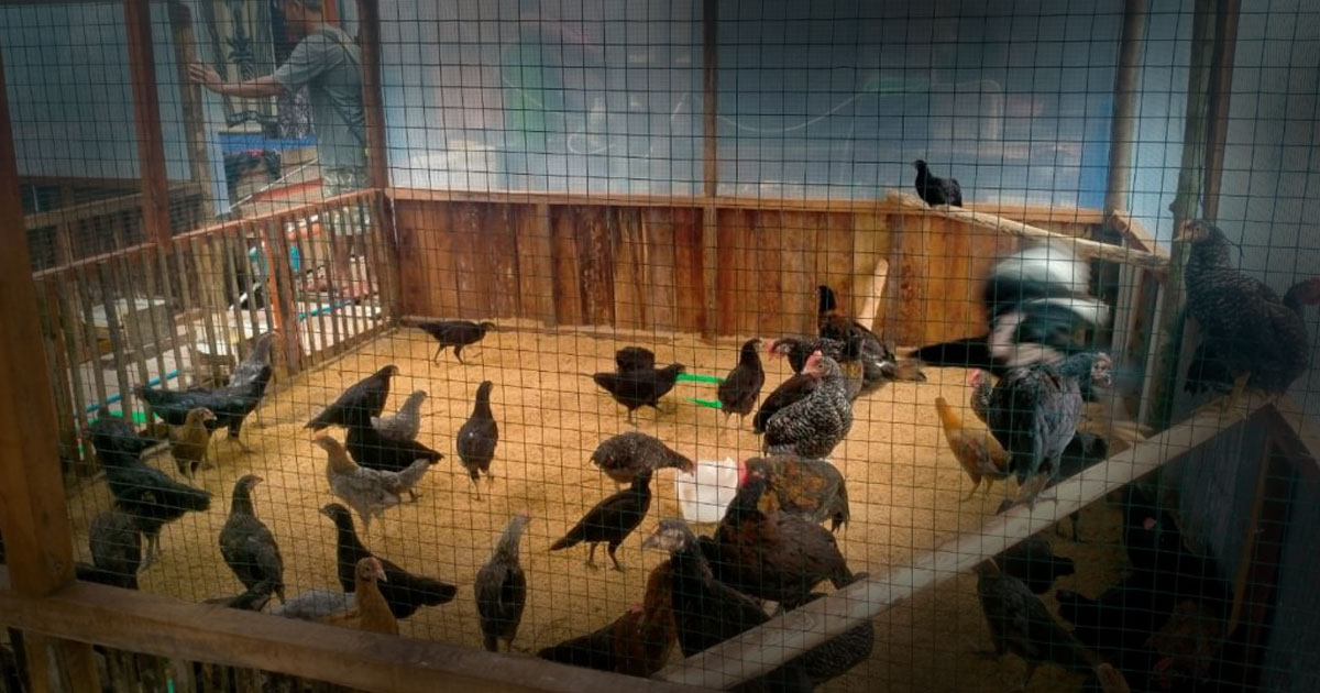 Ternak Modern Modal Kecil Cara Memulai Usaha Ayam Kampung Super untuk Pemula
